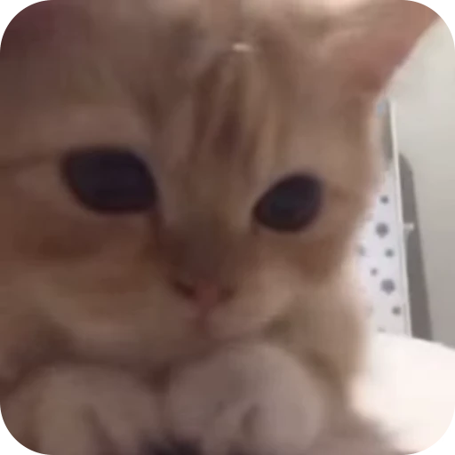 ☺️ Стикер «Cat Multiverse» для Telegram