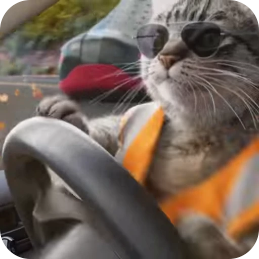 😎 Стикер «Cat Multiverse» для Telegram