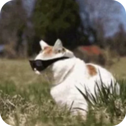 😎 Стикер «Cat Multiverse» для Telegram