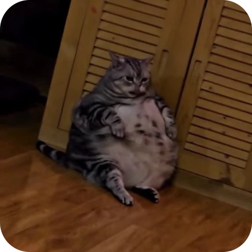 😛 Стикер «Cat Multiverse» для Telegram