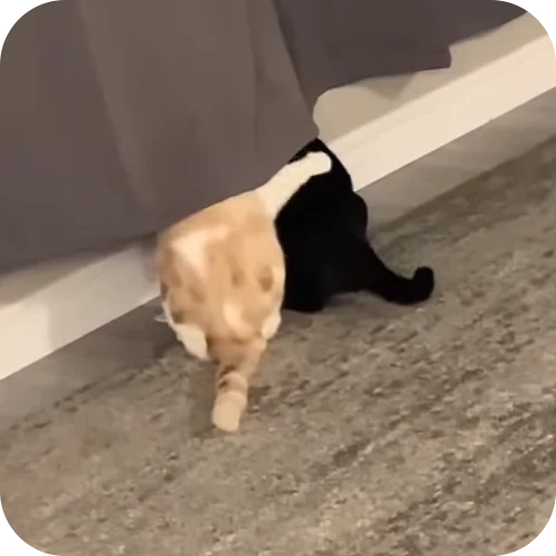 🥰 Стикер «Cat Multiverse» для Telegram