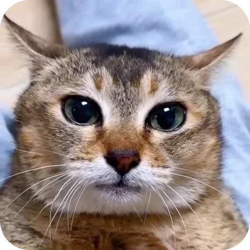 🙂 Стикер «Cat Multiverse» для Telegram