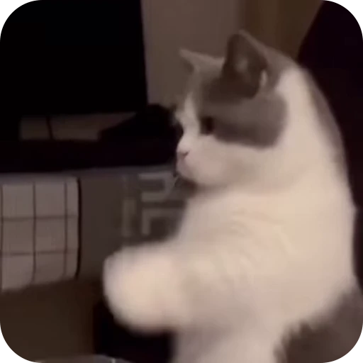 🙏 Стикер «Cat Multiverse» для Telegram