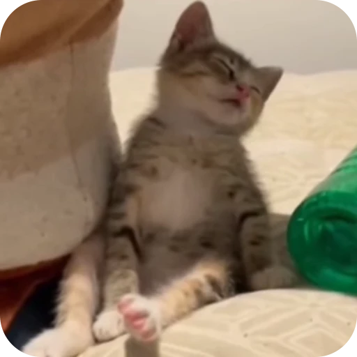 😪 Стикер «Cat Multiverse» для Telegram