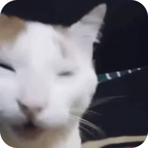😁 Стикер «Cat Multiverse» для Telegram