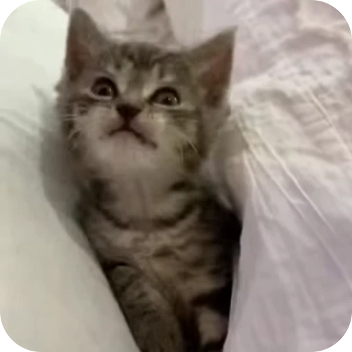 🥱 Стикер «Cat Multiverse» для Telegram