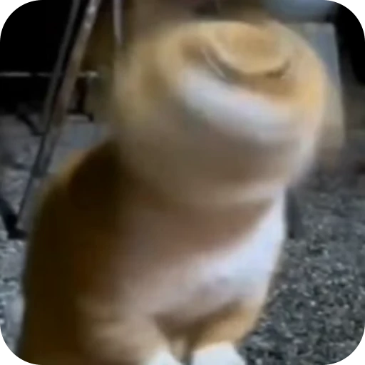 🫨 Стикер «Cat Multiverse» для Telegram
