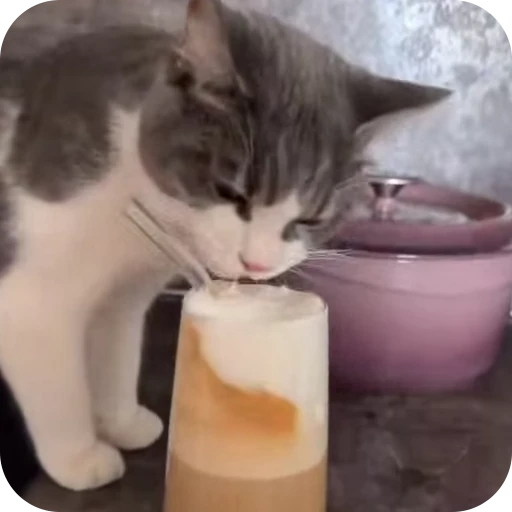 😛 Стикер «Cat Multiverse» для Telegram