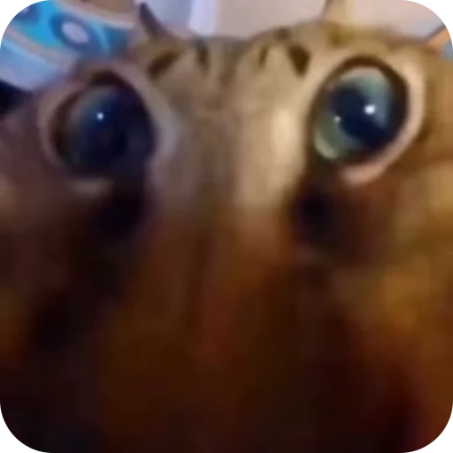 😛 Стикер «Cat Multiverse» для Telegram