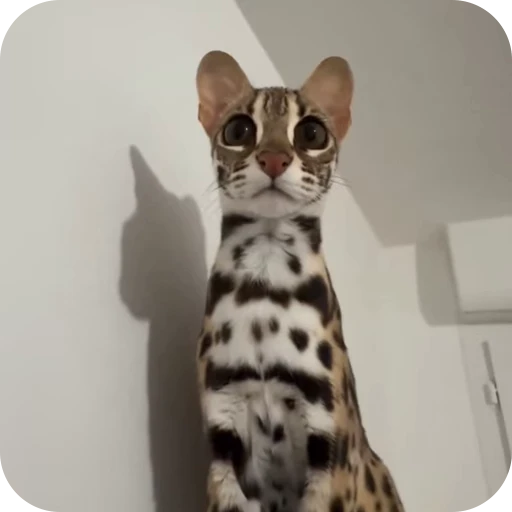 👀 Стикер «Cat Multiverse» для Telegram