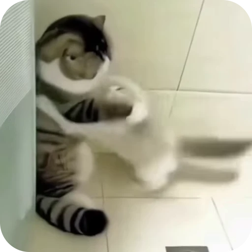 🤗 Стикер «Cat Multiverse» для Telegram