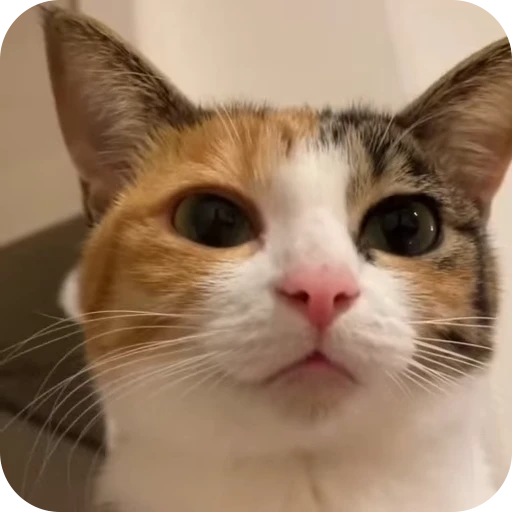 🥰 Стикер «Cat Multiverse» для Telegram