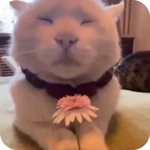😌 Стикер «Cat Multiverse» для Telegram