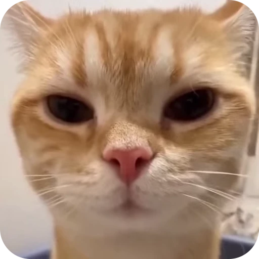 😏 Стикер «Cat Multiverse» для Telegram