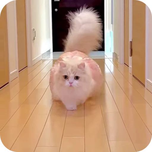 😍 Стикер «Cat Multiverse» для Telegram