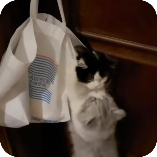 😚 Стикер «Cat Multiverse» для Telegram