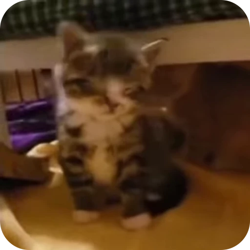 😵‍💫 Стикер «Cat Multiverse» для Telegram