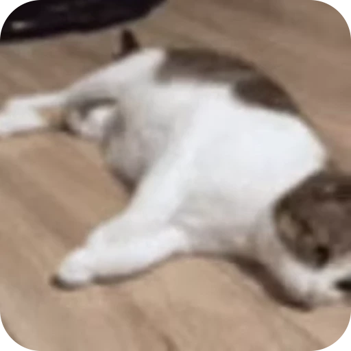 💀 Стикер «Cat Multiverse» для Telegram