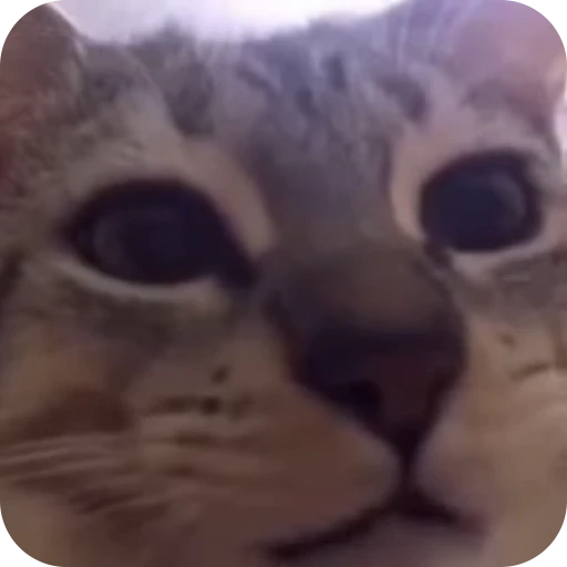 😋 Стикер «Cat Multiverse» для Telegram