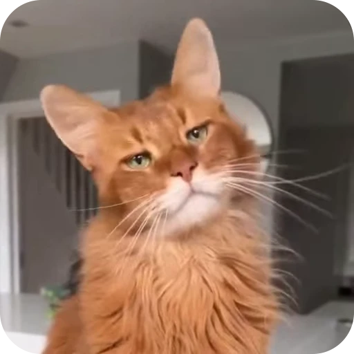 😏 Стикер «Cat Multiverse» для Telegram