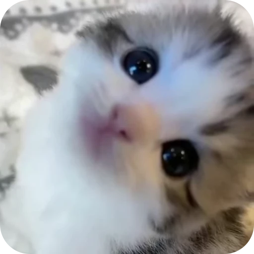 🥹 Стикер «Cat Multiverse» для Telegram