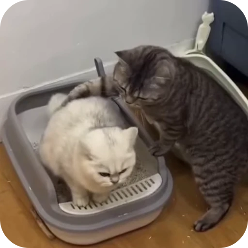 🥰 Стикер «Cat Multiverse» для Telegram