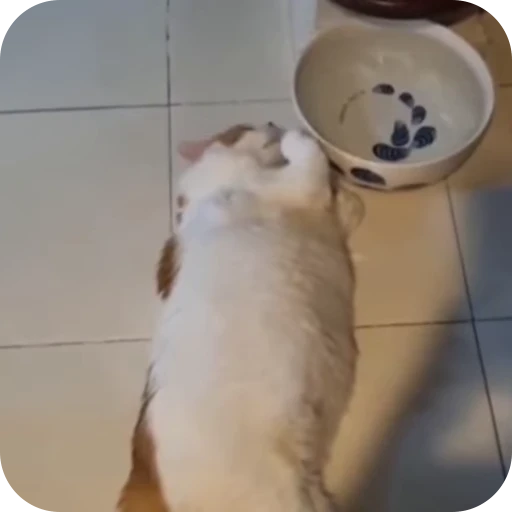 🫠 Стикер «Cat Multiverse» для Telegram