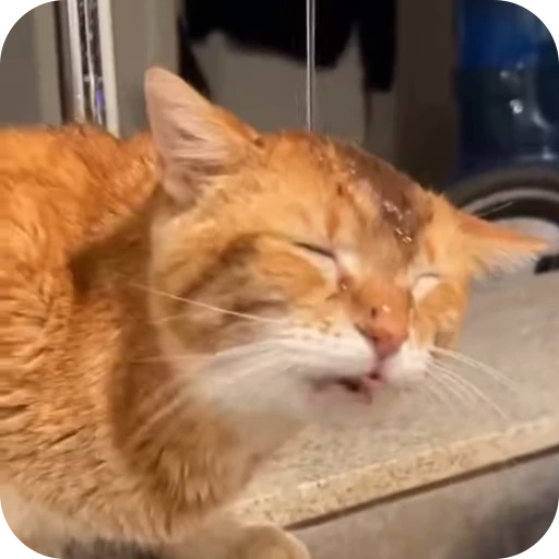 🤪 Стикер «Cat Multiverse» для Telegram