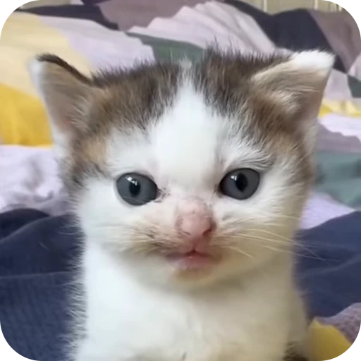🙂 Стикер «Cat Multiverse» для Telegram