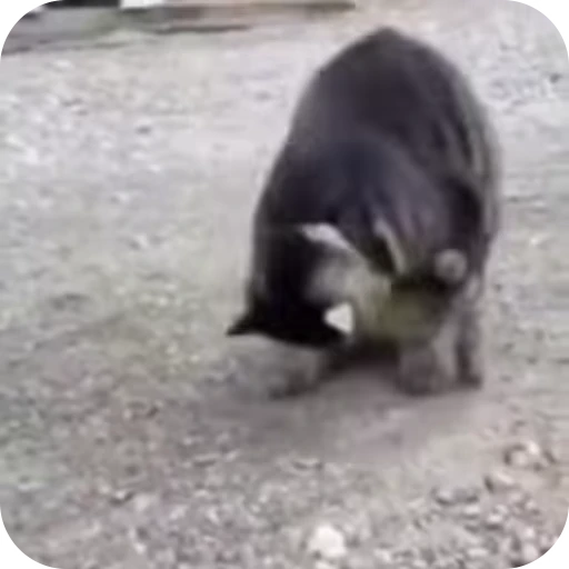 🙃 Стикер «Cat Multiverse» для Telegram