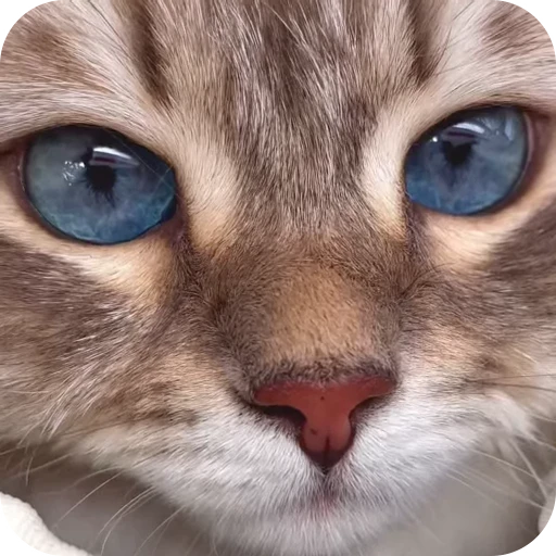 😍 Стикер «Cat Multiverse» для Telegram