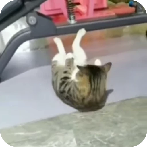 😏 Стикер «Cat Multiverse» для Telegram