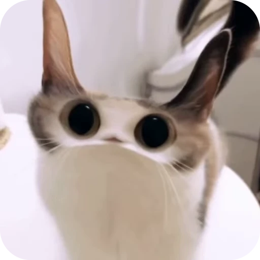 👀 Стикер «Cat Multiverse» для Telegram