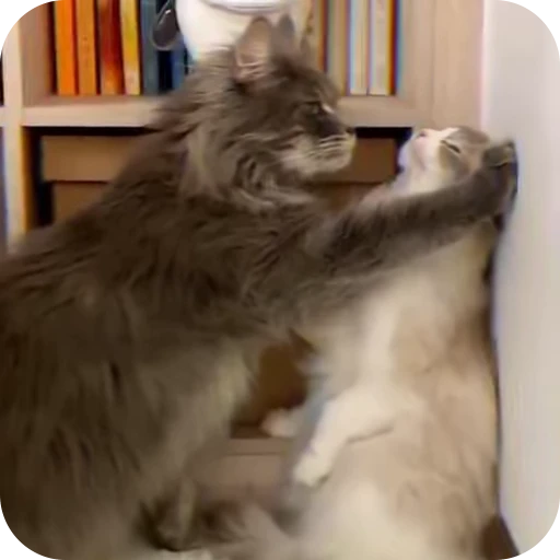😏 Стикер «Cat Multiverse» для Telegram