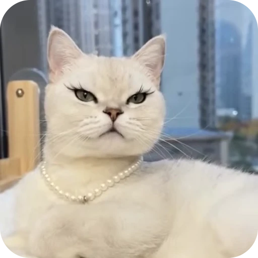 😍 Стикер «Cat Multiverse» для Telegram