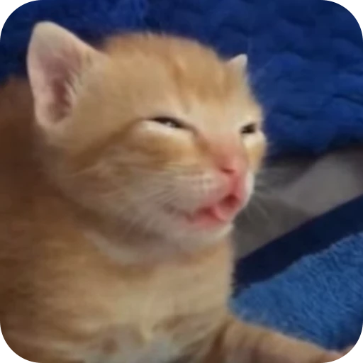 😪 Стикер «Cat Multiverse» для Telegram