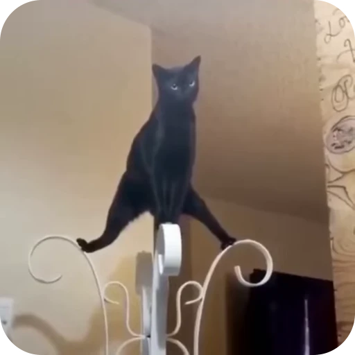 😎 Стикер «Cat Multiverse» для Telegram