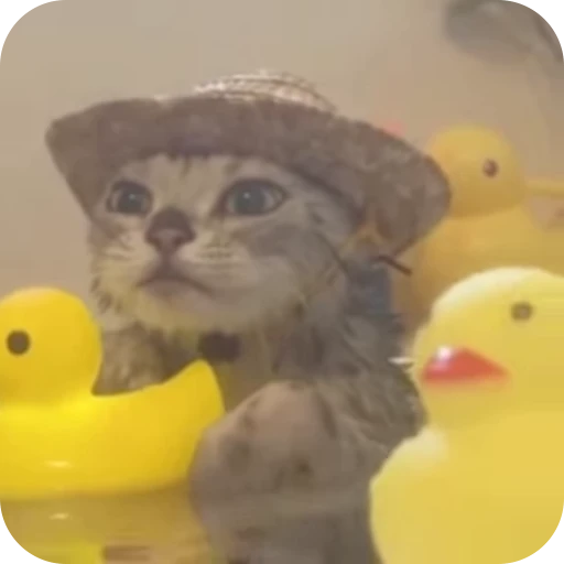 ☺️ Стикер «Cat Multiverse» для Telegram