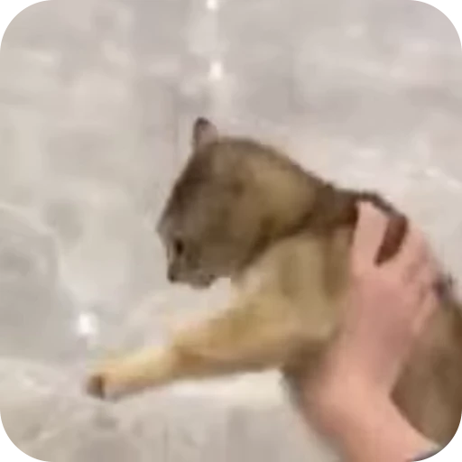 🫨 Стикер «Cat Multiverse» для Telegram