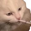 Стикер 51 🥲 Котики