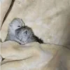 Стикер 44 🥲 Котики