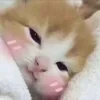 Стикер 43 🥲 Котики