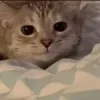 Стикер 3 🥲 Котики