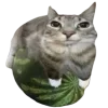 Стикер 20 🥲 Котики