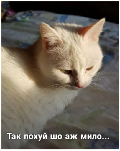 🐱 Стикер «Andy_Ringer» для Telegram