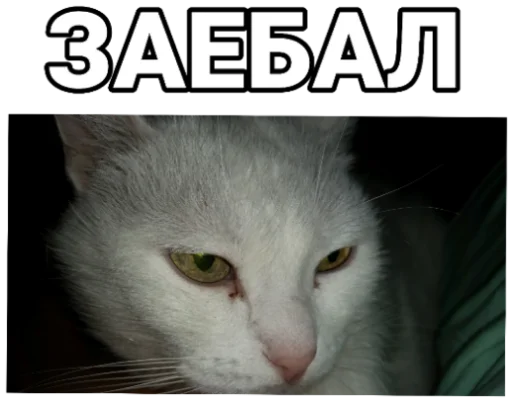 😒 Стикер «Andy_Ringer» для Telegram