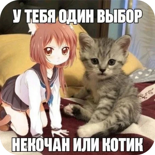 🐱 Стикер «Andyvrijmoed UC6» для Telegram
