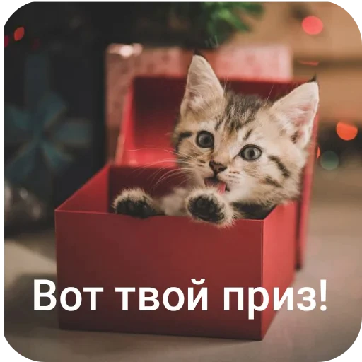 🐱 Стикер «Andyvrijmoed UC6» для Telegram