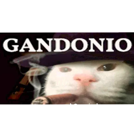 🐱 Стикер «Andyvrijmoed UC6» для Telegram