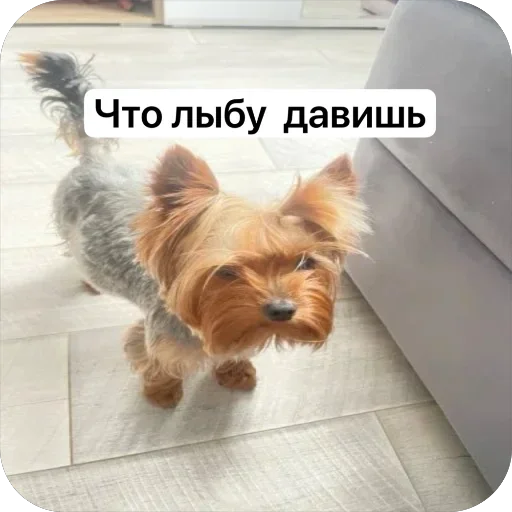 🤩 Стикер «Злой Шелби» для Telegram